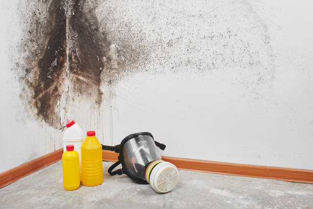 Best Affordable Mold Removal  in Levittown, NY