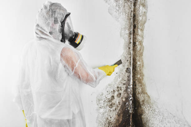 Mold Removal Process in Levittown, NY