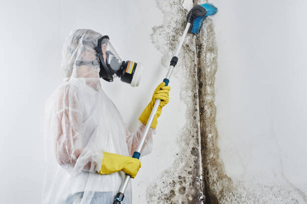 Best Fast Mold Removal  in Levittown, NY