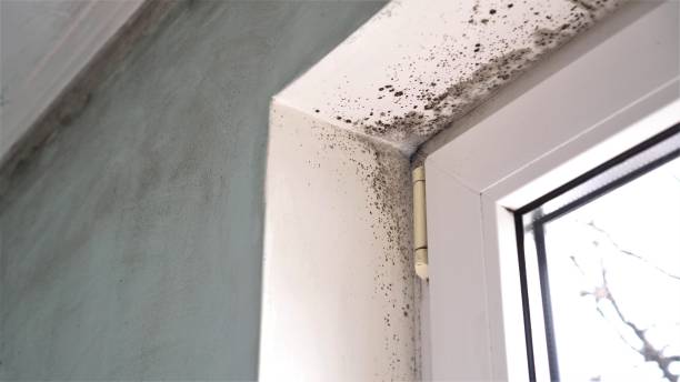 Mold Removal Process in Levittown, NY