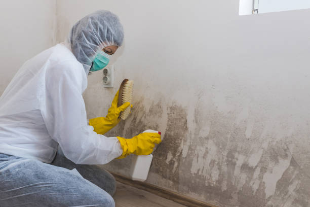 Best Mold Remediation  in Levittown, NY