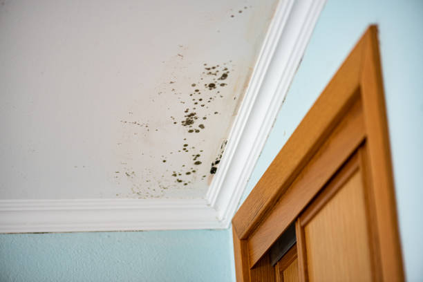 Best Mold Cleaning Services  in Levittown, NY