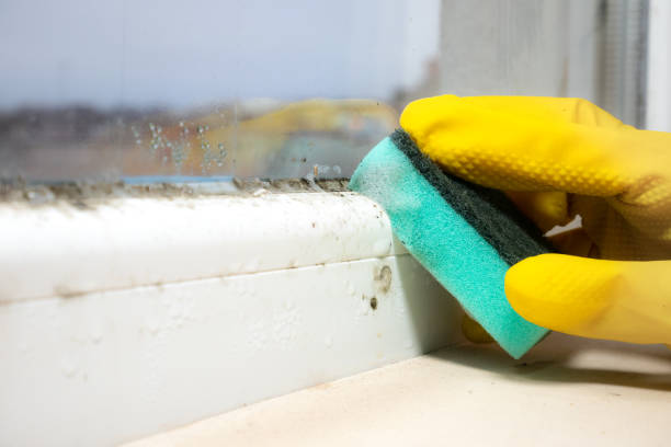 Best Mold Removal Company Near Me  in Levittown, NY