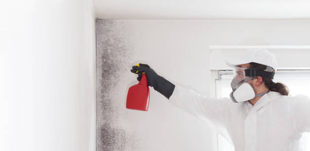 Best Mold Damage Repair  in Levittown, NY