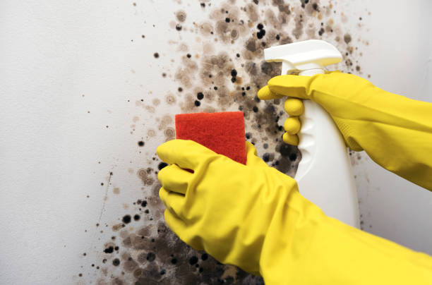 Best Residential Mold Removal  in Levittown, NY