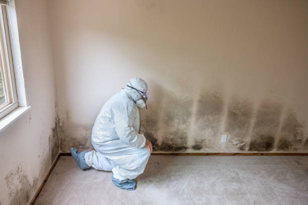 Best Commercial Mold Removal  in Levittown, NY