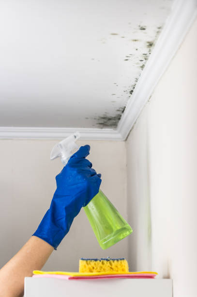 Best Mold Removal and Inspection  in Levittown, NY